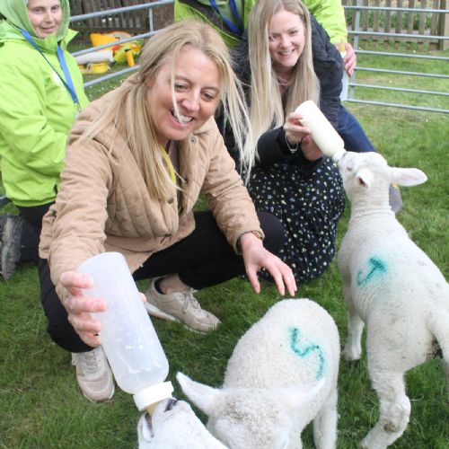 Lambing May 2025